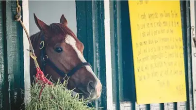  ?? JERRY JACKSON/BALTIMORE SUN ?? Kentucky Derby winner Mage looks out of a stall in the barn at Pimlico Race Course on Tuesday morning before heading out for a workout in preparatio­n for Saturday’s Preakness Stakes.