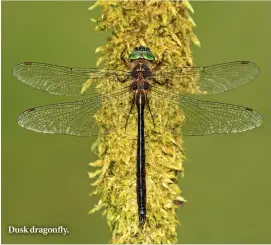  ??  ?? Dusk dragonfly.