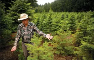  ?? The Canadian Press ?? Tree farm owner Robert Russell surveys his property in the Cowichan Valley area of Duncan on Saturday.