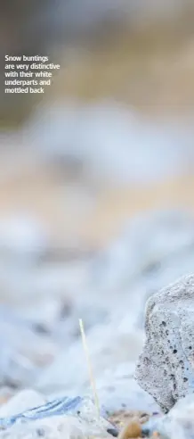  ??  ?? Snow buntings are very distinctiv­e with their white underparts and mottled back