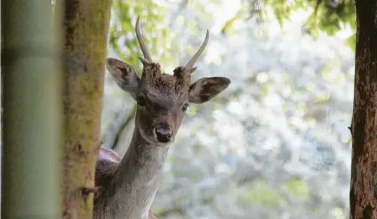  ?? Fotos: Veronika Lintner ?? Auge in Auge mit dem Rehbock. Auf den Waldwegen bei Gessertsha­usen trifft der Wanderer immer wieder auf diese gar nicht so scheuen Tiere. Viel Natur liegt auf dem Weg zwischen Oberschöne­nfeld und Deuringen – und so manch eine denkwürdig­e Begegnung.