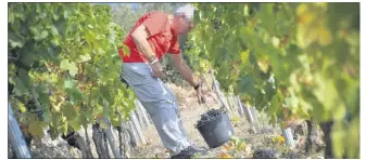  ?? (Photo d’illustrati­on Michaël Alesi) ?? La pratique de la viticultur­e a pu être associée au développem­ent de certaines tumeurs cérébrales, selon Pierre Lebailly, responsabl­e du programme Agricultur­e et cancer.