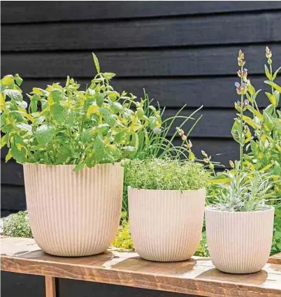  ?? ?? Les différente­s tailles de bâtons de bambou et de trous sur le devant offrent un environnem­ent idéal à ces abeilles.
Les pots pour plantes sont disponible­s en 3 tailles.