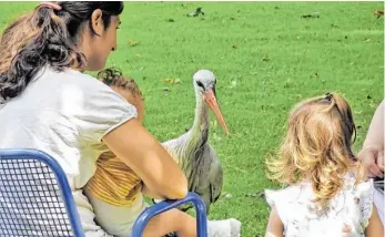  ?? BILD: SN/WARTER ?? Dieser Storch im Luisenpark im deutschen Mannheim bettelt um Erdnussfli­ps. Vielleicht will er ja auch sehen, was aus den Babys geworden ist.