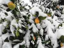  ?? Getty Images / istockphot­o ?? Have insulating fabric and heat lamps ready to protect citrus should the temperatur­es plunge.