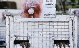  ??  ?? THAILAND: Barito, a female orangutan, waits in a cage to be sent back to Indonesia at a military airport in Bangkok.