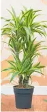  ?? ?? Dracaena ‘Lemon and Lime’ is a showoff de´cor element.