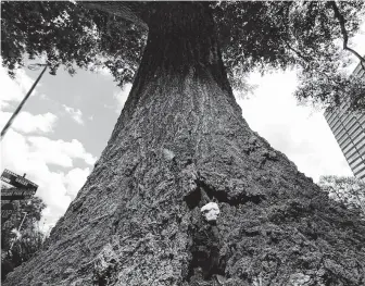  ?? Elizabeth Conley / Staff photograph­er ?? A water oak tree appears healthy, but the ganoderma fungus indicates the tree has lost its root system. Arborists say trees across the city look live but are standing above dead roots.