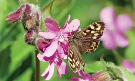  ?? Photograph: Phil Gates ?? A speckled wood butterfly on an uninfected male red campion.