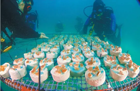  ?? /Andrés Obregón - Diving Planet ?? Los fragmentos de coral de diferentes especies estarán “sembrados” en las guarderías durante, al menos, ocho meses.