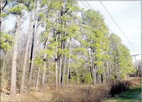  ?? Lynn Atkins/The Weekly Vista ?? Cooper Communitie­s planted hundreds of pine trees next to many Bella Vista roads. The set is on Commonweat­h Road.