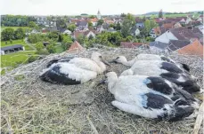  ?? FOTO: THOMAS WARNACK ?? In Daugendorf sitzen vier Wonnepropp­en im Nest.