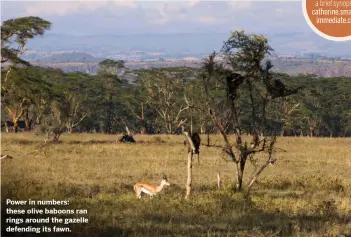  ??  ?? Power in numbers: these olive baboons ran rings around the gazelle defending its fawn.