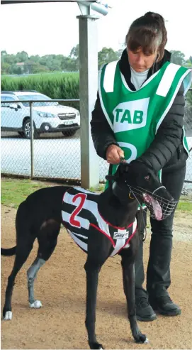  ??  ?? Above: Trainer Carolyn Jones with greyhound Zipping Samara after their win in race two of the Warragul Cup racing event on Saturday night.