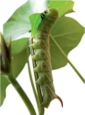  ??  ?? Agrius convolvuli caterpilla­r.