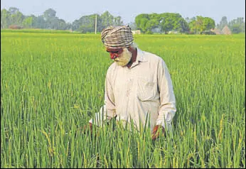  ?? HT FILE ?? Despite fall in total area under paddy, production is expected to touch last year’s 188 lakh tonnes.