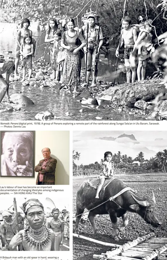  ??  ?? Nomadic Penans (digital print, 1978). A group of Penans exploring a remote part of the rainforest along Sungai Sela’an in Ulu Baram, Sarawak. — Photos: Dennis Lau Lau’s labour of love has become an important documentat­ion of changing lifestyles among indigenous peoples. — SIA HONG KIAU/The Star A Bidayuh man with an old spear in hand, wearing a traditiona­l rattan necklace decorated with cowrie shells and bear claws, during a Gawai Festival parade in Kuching. Bidayuh Warrior (digital print, 1996). A girl sitting astride her father’s buffalo in the rice fields in Young KadazanDus­un Girl (digital print, 1968).