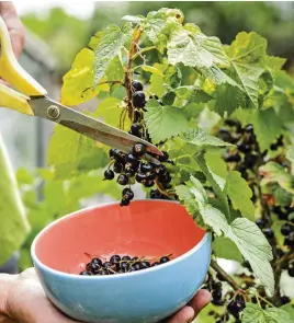  ??  ?? Catch currants directly into a bowl underneath when harvesting