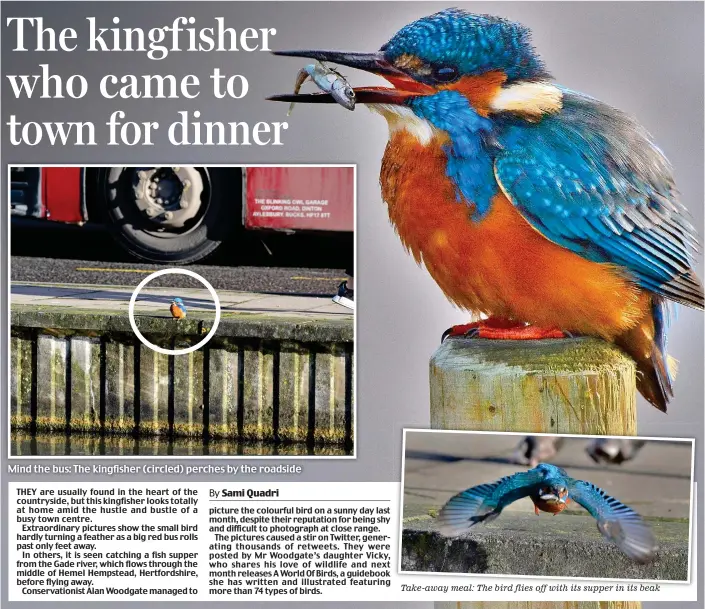  ??  ?? Mind the bus: The kingfisher (circled) perches by the roadside Take-away meal: The bird flies off with its supper in its beak