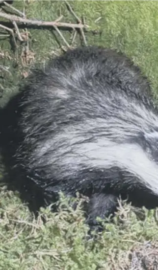  ??  ?? 0 Many people think that badger baiting is a medieval activity, but it is going onright now in Scotland, with the creatures persecuted by wildlife criminals digging up their setts