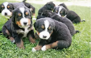  ?? FOTO: ROBERT B. FISHMAN/DPA ?? Die ersten Lebenswoch­en von Hunden sind von großer Bedeutung für sein späteres Leben. Deshalb sollten Käufer prüfen, von wem sie einen Hund kaufen.