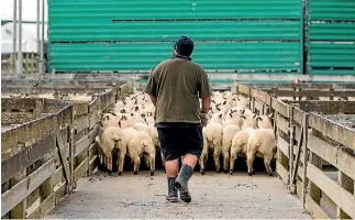 ?? WARWICK SMITH/FAIRFAX NZ ?? Loading lambs on the truck at Feilding’s store sale.