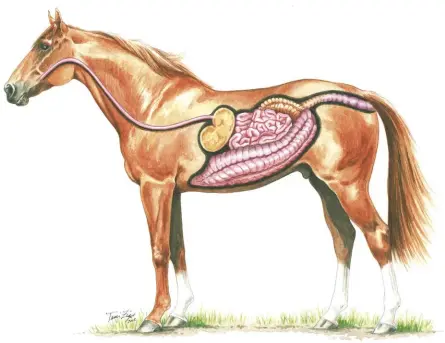  ??  ?? An averagesiz­ed horse’s digestive system takes up a lot of space— comparable to the volume of a 55-gallon barrel, all told.