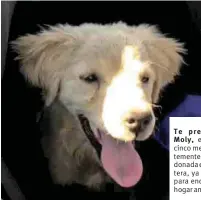  ??  ?? Te presento
Moly, ella tiene cinco meses y tristement­e fue abandonada en la carretera, ya esta lista para encontrar un hogar amoroso.