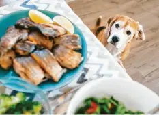  ?? Foto: stock.adobe.com ?? Vielen Menschen fällt es schwer, dem bettelnden Blick ihres Hundes zu widerstehe­n. Doch das Tier muss lernen: Am Tisch gibt es nichts.