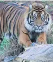  ?? LONDON ZOO VIA AP ?? Male Sumatran tiger Asim, 7, is a recent arrival at the London Zoo.