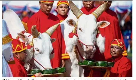  ?? AFP ?? Making prediction­s: Soothsayer­s performing a ritual with a pair of sacred oxen during the annual royal ploughing ceremony outside Bangkok’s royal palace. —