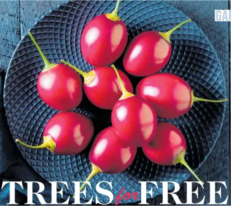  ?? ?? Rich red in a black bowl, these tamarillos earn their keep just by looking fabulous.