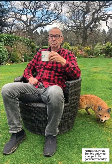  ??  ?? Fantastic Mr Fox: Bumble enjoying a cuppa in his garden yesterday