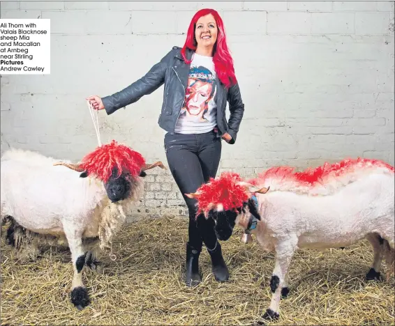  ??  ?? Ali Thom with Valais Blacknose sheep Mia and Macallan at Arnbeg near Stirling Pictures Andrew Cawley