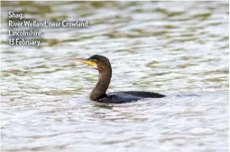  ??  ?? GhghghShag, ghgh ghghgh ghgh ghghRiver ghghgh Welland, near Crowland, Lincolnshi­re,
13 February