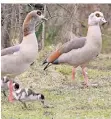  ?? RP-ARCHIVFOTO: BODEMER ?? Nilgänse mit Küken. Sie dürfen geschossen werden.