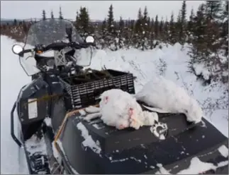  ?? Photo : Jean-Charles Garnier ?? La chasse aux lagopèdes se fait idéalement en motoneige pour couvrir le plus de territoire possible.