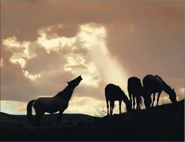  ?? Rick Loomis
Los Angeles Times ?? THE BUREAU OF LAND MANAGEMENT routinely rounds up wild horses, supposedly to adopt them out to good homes. But critics say the program enables buyers to send horses abroad to be killed for their meat.