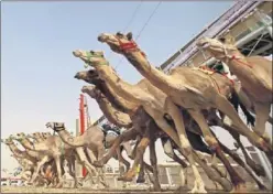  ??  ?? ESPECTACUL­AR. Los camellos buscan sitio tras la salida.