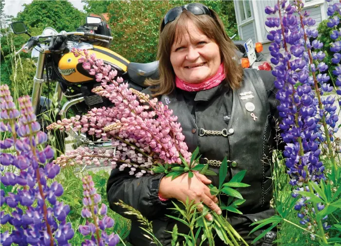  ?? Bild: HÅKAN SANENBRO ?? MIDSOMMARB­LOMMA. Harriet Larsson Larsåsen i ett hav av lupiner vid vägrenen och med hojen i bakgrunden. ”Jag har kört motorcykel mer än halva livet, en fantastisk hobby", säger hon.