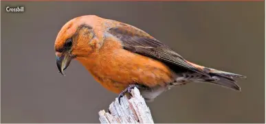  ??  ?? Crossbill