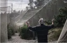  ??  ?? Biologen Leonid Sokolov går in i den jättelika voljären, där man samlar in fåglar för att ringmärka dem.