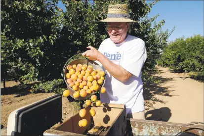  ?? JIM GENSHEIMER — STAFF PHOTOGRAPH­ER ?? Jim Pitkin, 60, on June 30transfer­s harvested apricots at Novakovich Orchards in Saratoga.