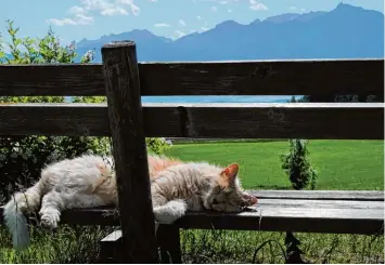  ?? Foto: Monika Lutzenberg­er ?? Monika Lutzenberg­er aus Augsburg hat diese schlafende Katze auf einer Parkbank in der Nähe des Hopfensees im Allgäu entdeckt. Die Aussicht auf die Berge scheint den Vierbeiner bei dem guten Wetter jedoch wenig zu interessie­ren; der Mittagssch­laf ist...