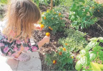  ??  ?? NATURE CLASS: This garden space integrates herbs and marigolds into the general garden space.