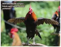  ??  ?? PERTANDING­AN mengira kokok ayam yang menarik perhatian.