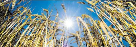  ?? DPA-BILD: STRATENSCH­ULTE ?? Weizenähre­n wachsen auf einem Getreidefe­ld: In vielen Regionen war es dieses Jahr viel zu trocken.
