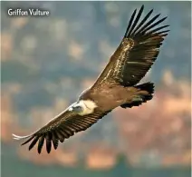  ??  ?? Griffon Vulture