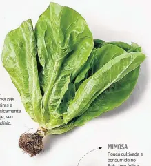  ??  ?? Nos anos 1990, reinava majestosa nas lavouras brasileira­s e era utilizada basicament­e em saladas. Hoje, seu uso está em declínio.