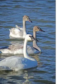  ??  ?? Trumpeter swans mate for life and live together as family groups of dusky-brown juveniles and snowy-white adults. The young birds, called cygnets, learn their migration routes from their parents.